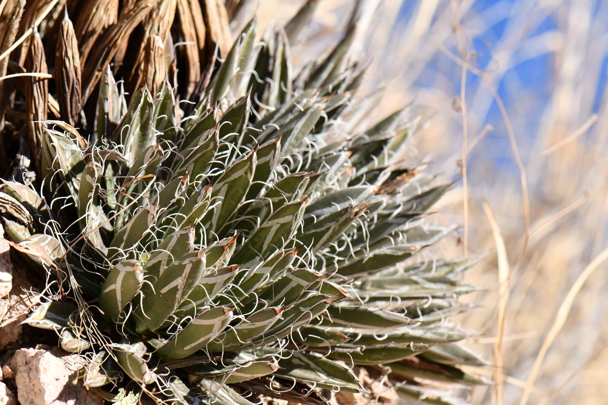Agave parviflora